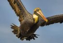Pelikaner læres opp til slukking av skogbranner